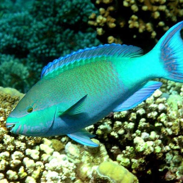 Bali underwater world Coral reefs Bali Sea turtles Bali Dive sites Bali