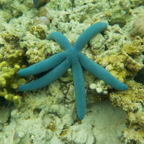 Bali underwater world Coral reefs Bali Sea turtles Bali Dive sites Bali