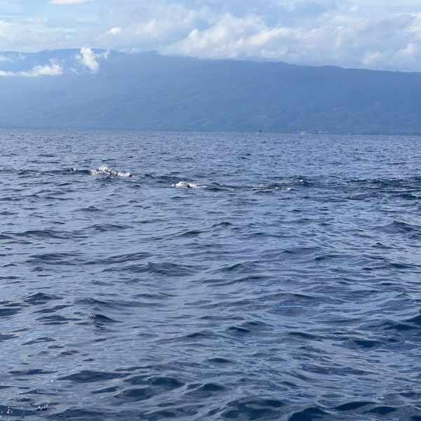 Dolphins in Lovina, Bali dolphin tour