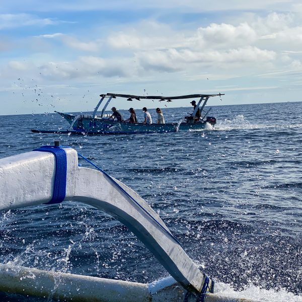 Dolphins in Lovina, Bali dolphin tour