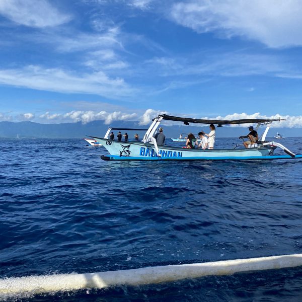 Dolphins in Lovina, Bali dolphin tour