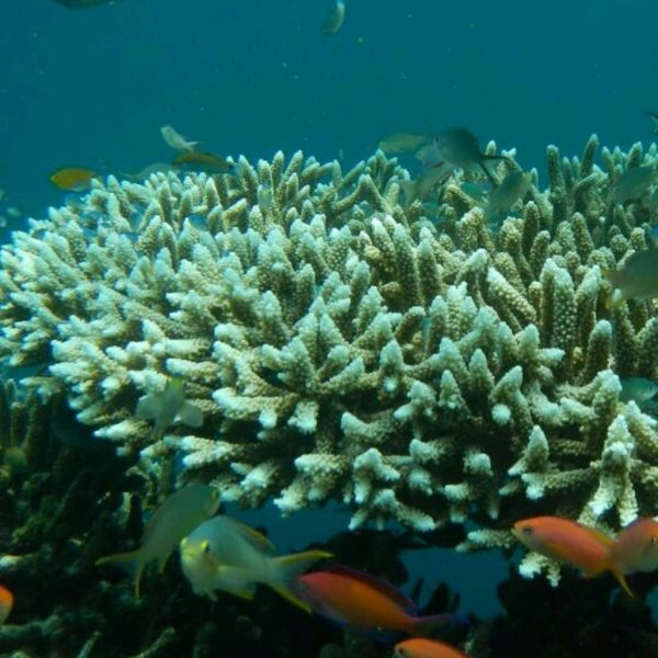 Bali underwater world Coral reefs Bali Sea turtles Bali Dive sites Bali