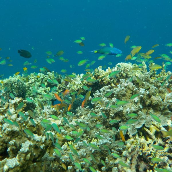 Bali underwater world Coral reefs Bali Sea turtles Bali Dive sites Bali