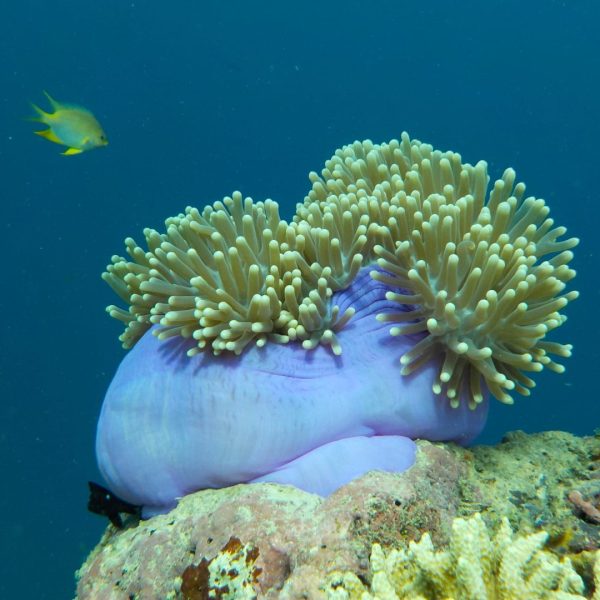 Bali underwater world Coral reefs Bali Sea turtles Bali Dive sites Bali