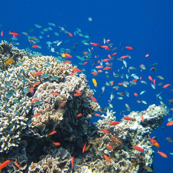 Bali underwater world Coral reefs Bali Sea turtles Bali Dive sites Bali