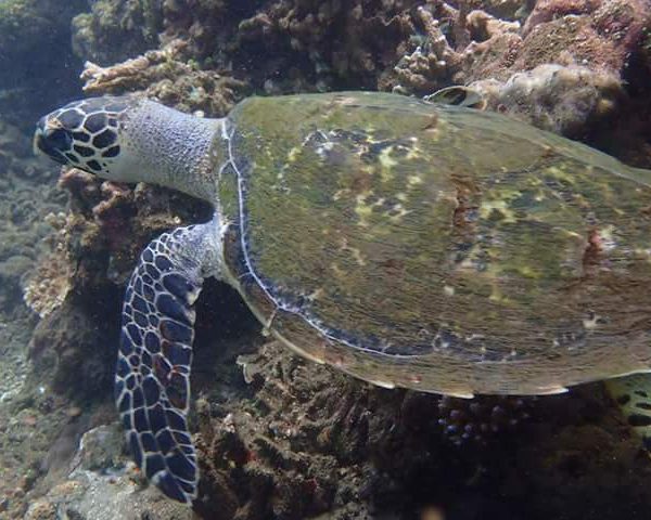 Bali underwater world Coral reefs Bali Sea turtles Bali Dive sites Bali