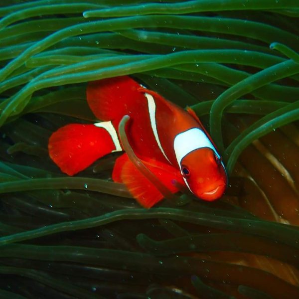 Bali underwater world Coral reefs Bali Sea turtles Bali Dive sites Bali