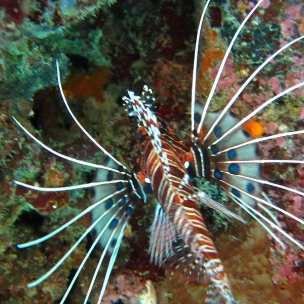 Bali underwater world Coral reefs Bali Sea turtles Bali Dive sites Bali