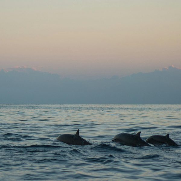 Lovina is an ideal destination for those