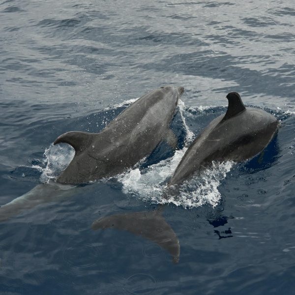 particularly around Lovina, the sea is famous for its dolphins